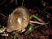 Rato-do-mato<br />Foto: Adilson Schneider 